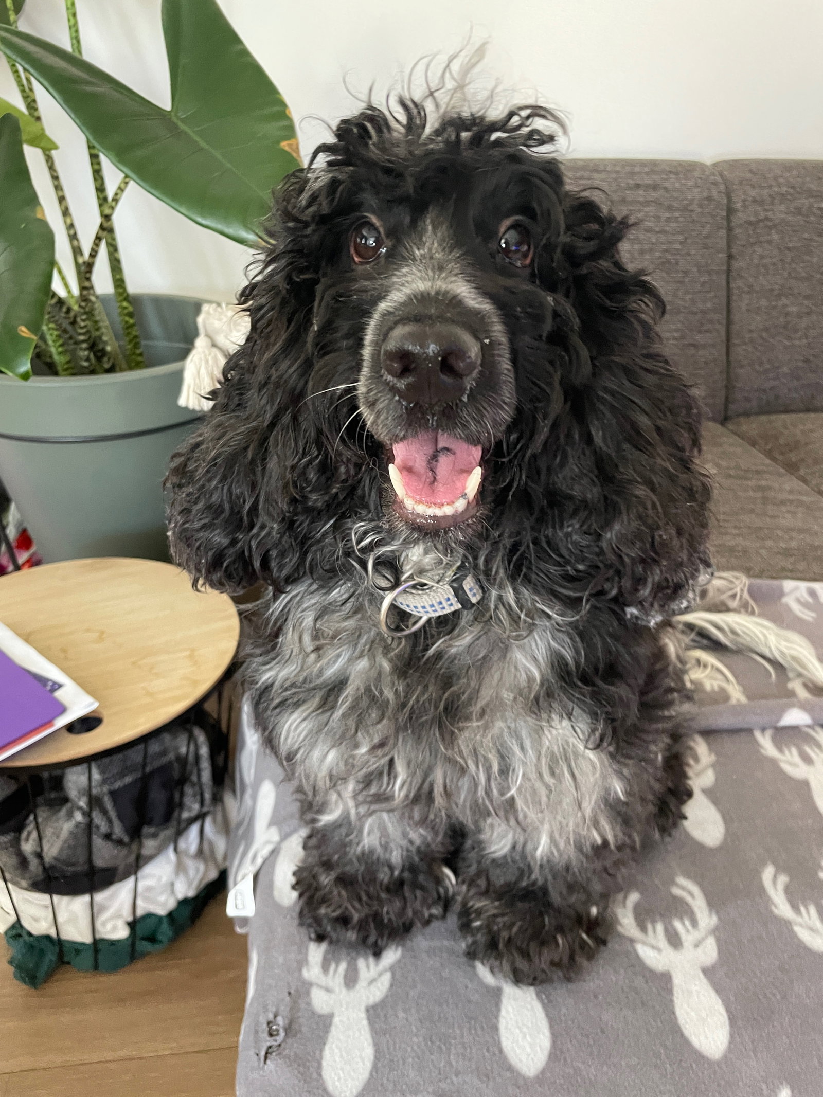 Nathalie, pet sitter in Breda, photo 3
