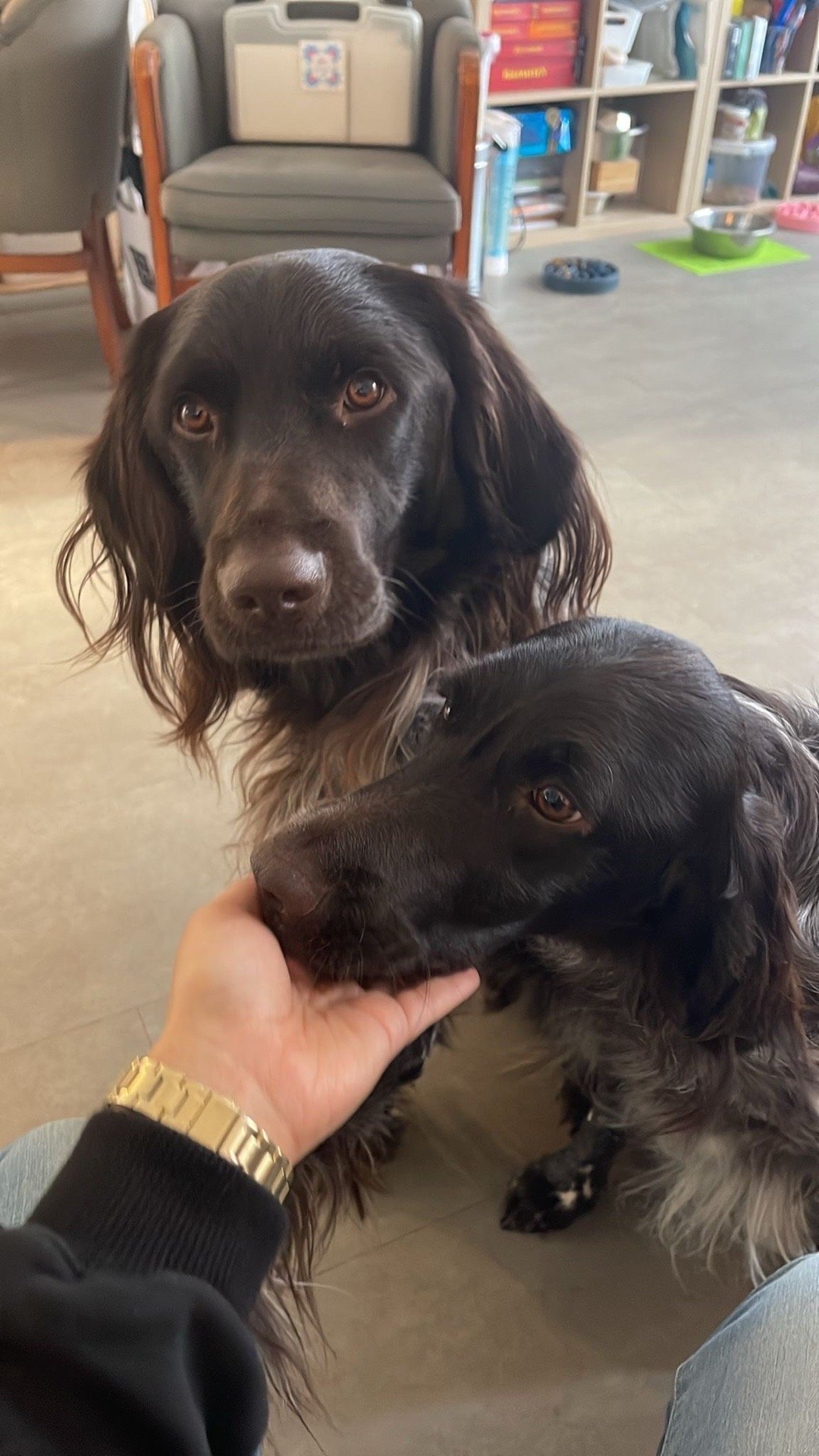 Celine, pet sitter in Amsterdam, photo 5