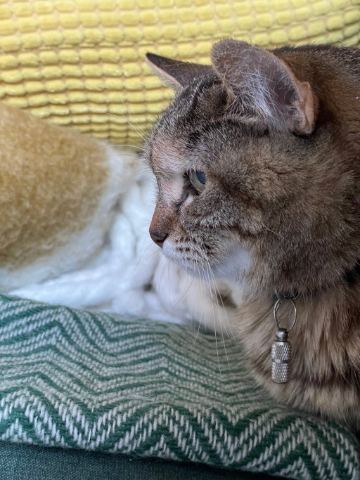 Junni, pet sitter in Diemen, photo 1