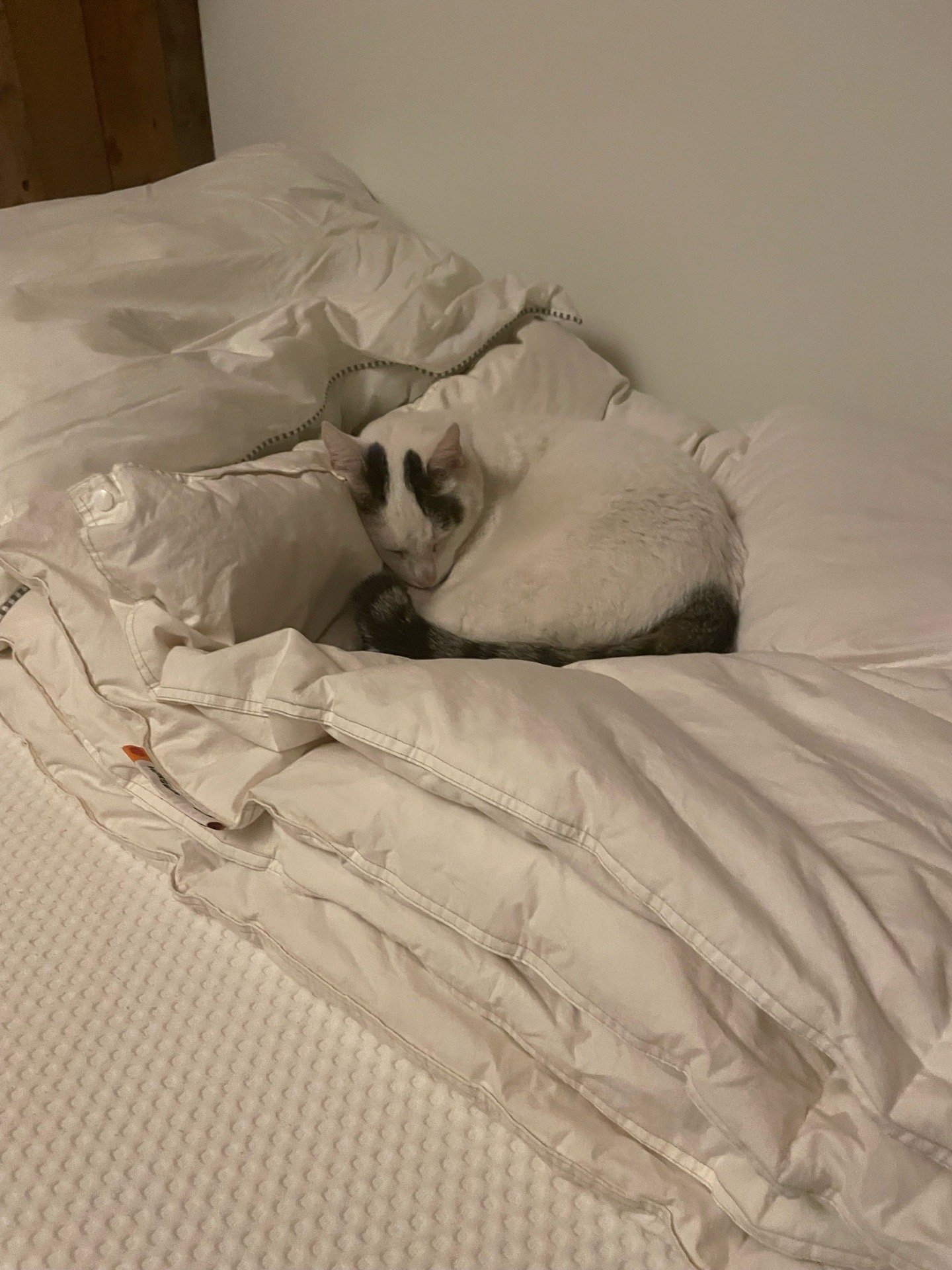 Suus, pet sitter in 's-Gravenhage, photo 3