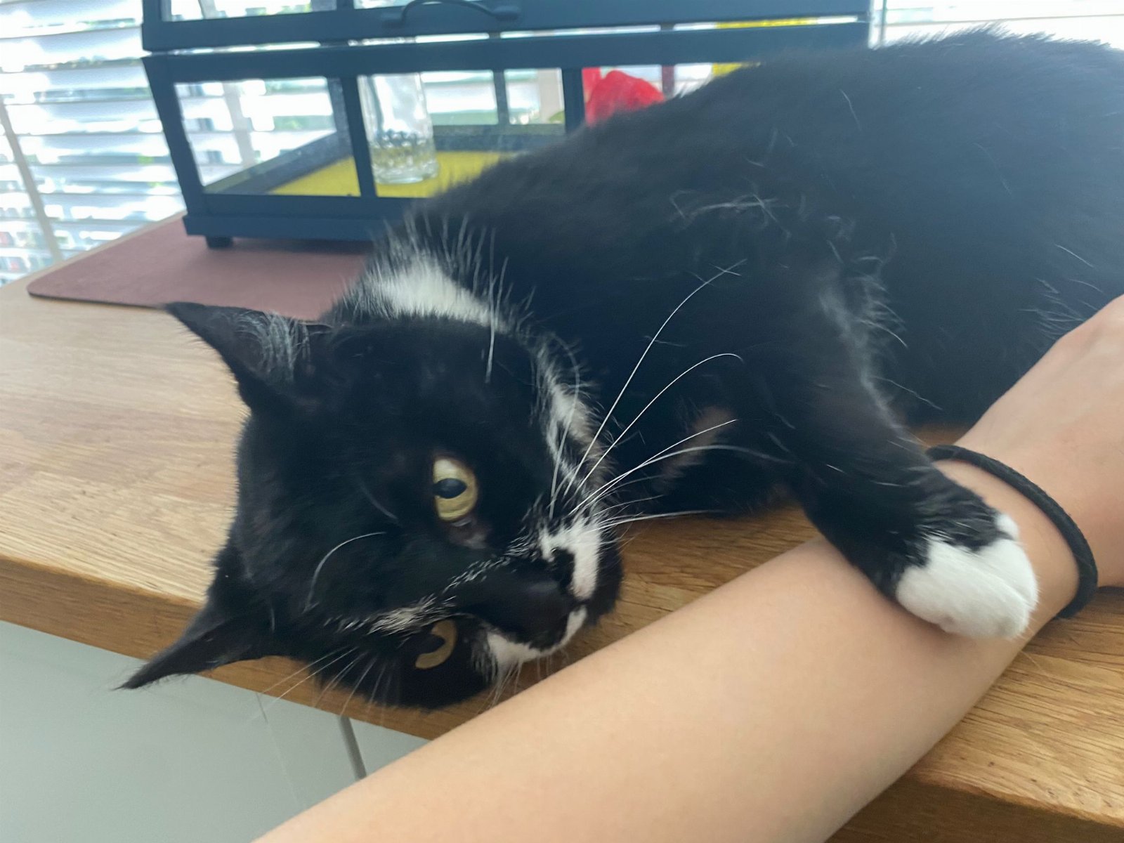Michelle, pet sitter in Leidschendam, photo 2
