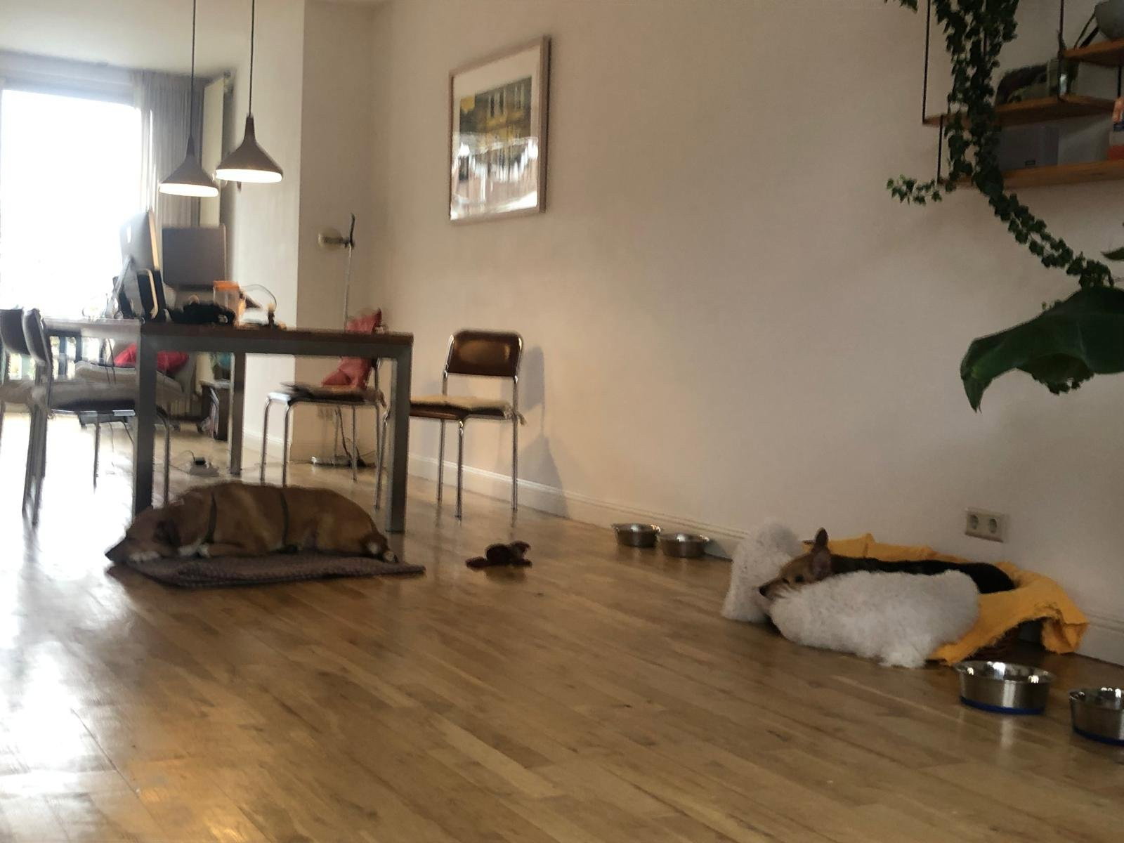 Alba, pet sitter in Rotterdam, photo 3