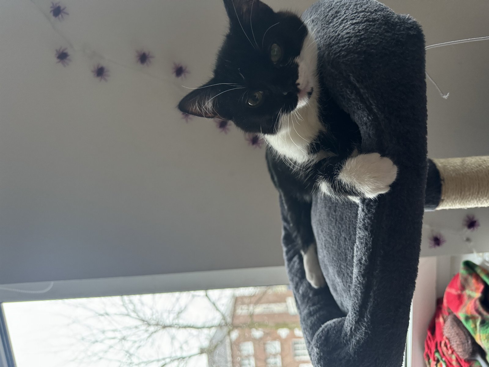 Erika, pet sitter in Roermond, photo 3