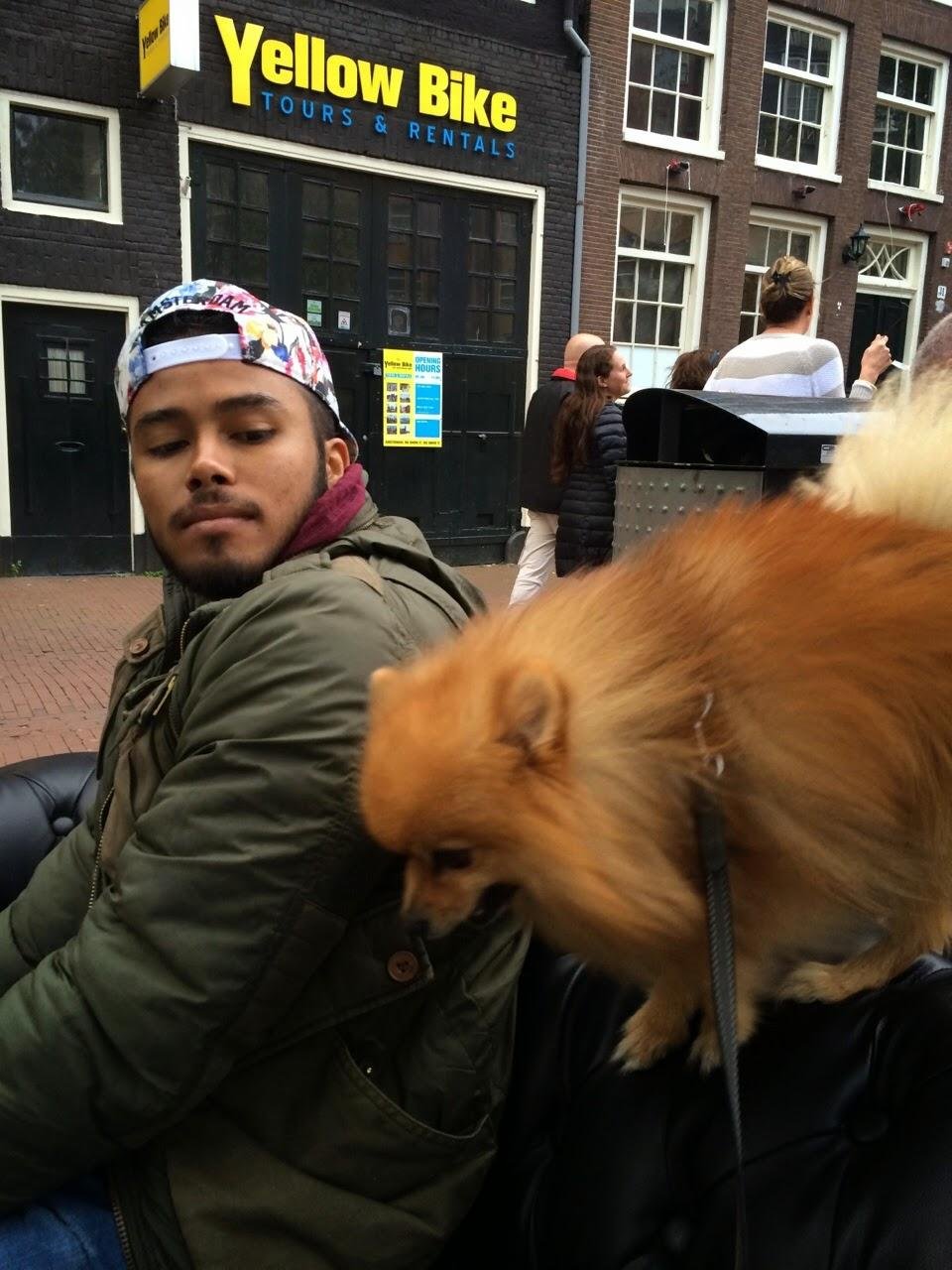 Charlie, pet sitter in Amsterdam, photo 2