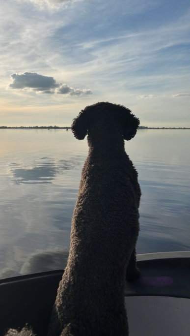 Nordin, pet sitter in Deventer, photo 2