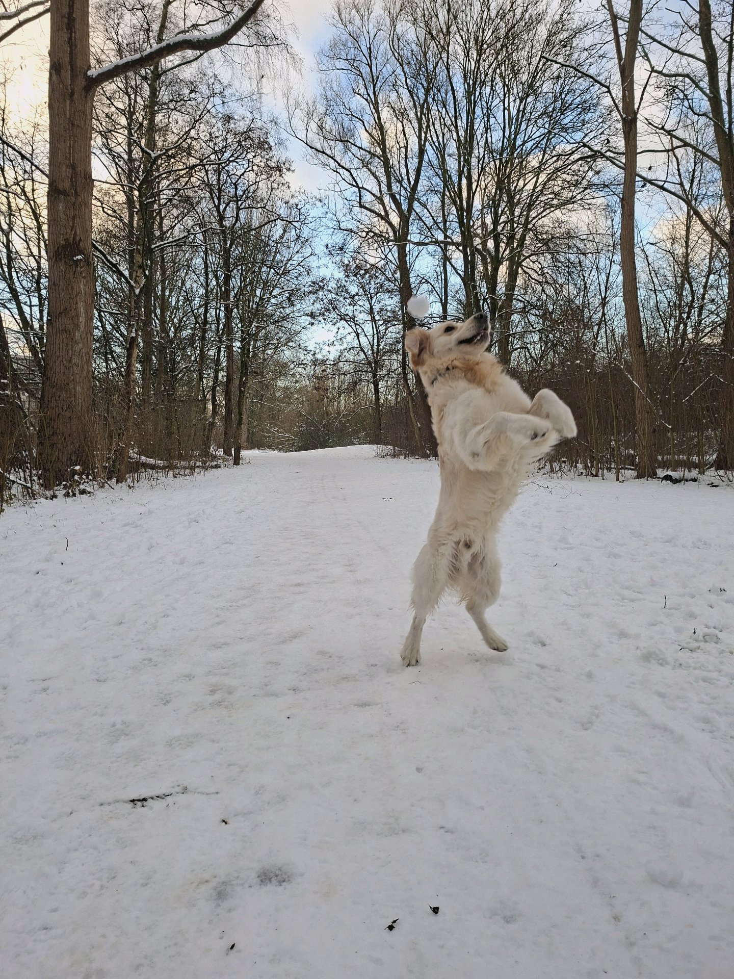 Jennifer, pet sitter in Diemen, photo 1