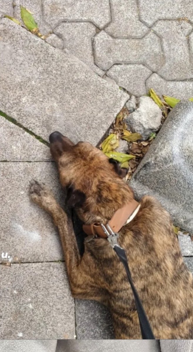 Merve, pet sitter in Maastricht, photo 4