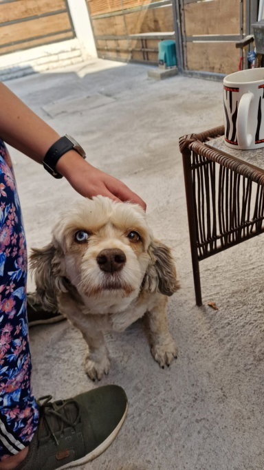 Bianca, Tiersitter in Schwäbisch Gmünd, Foto 2
