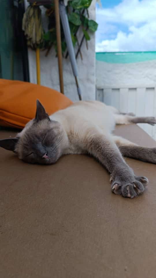 Milena, Tiersitter in Berlin, Foto 3