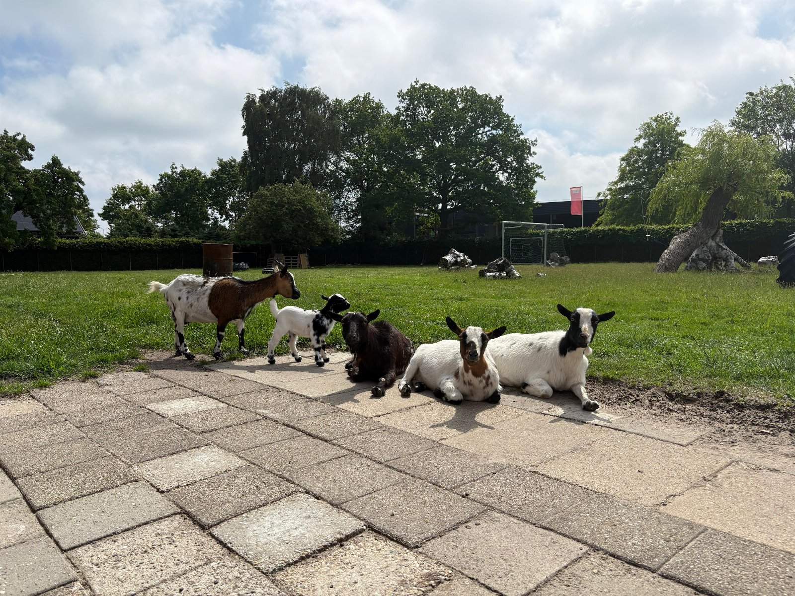 Rowena, pet sitter in Harderwijk, photo 1