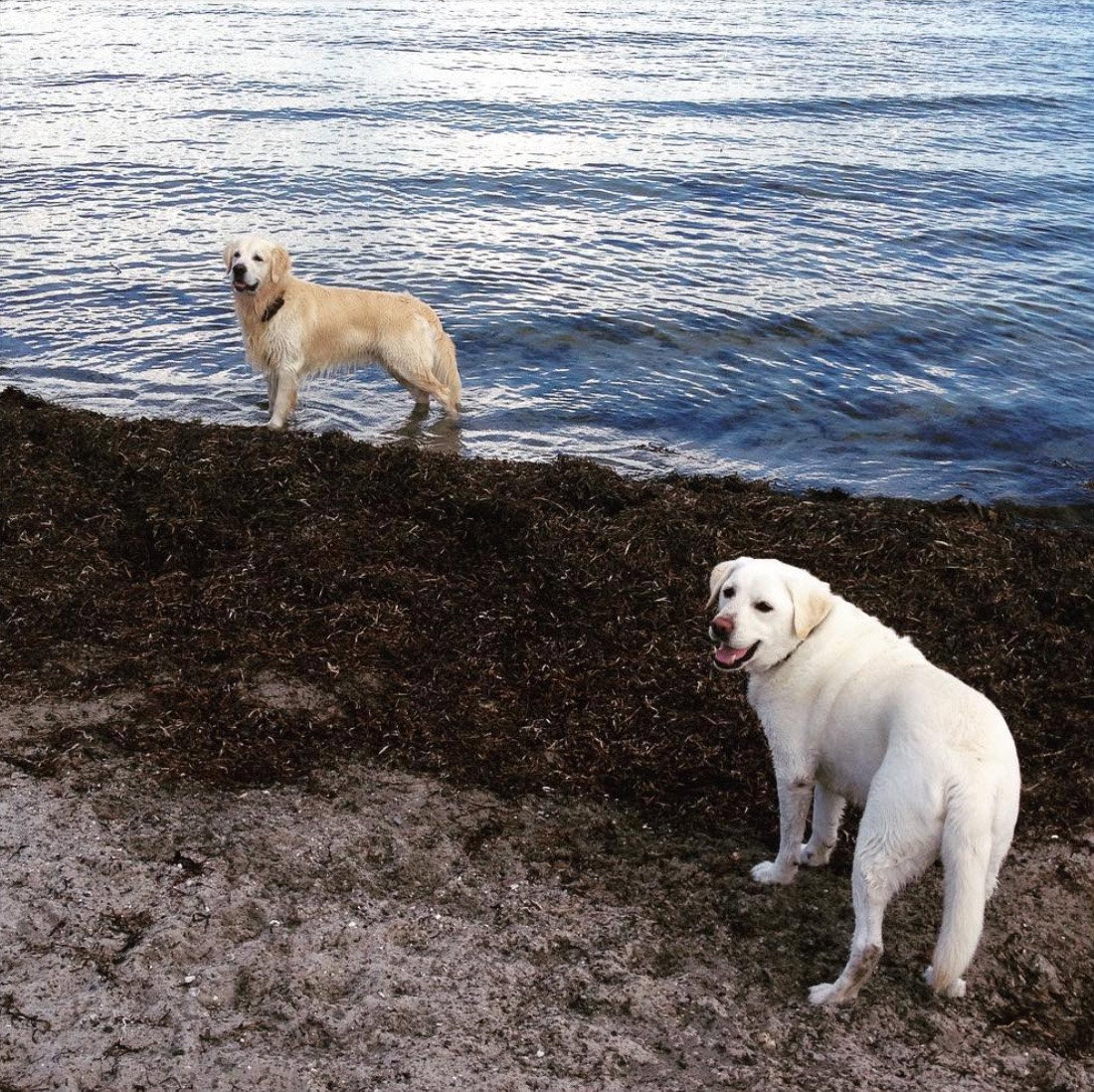 Nanna, pet sitter in Amsterdam, photo 4