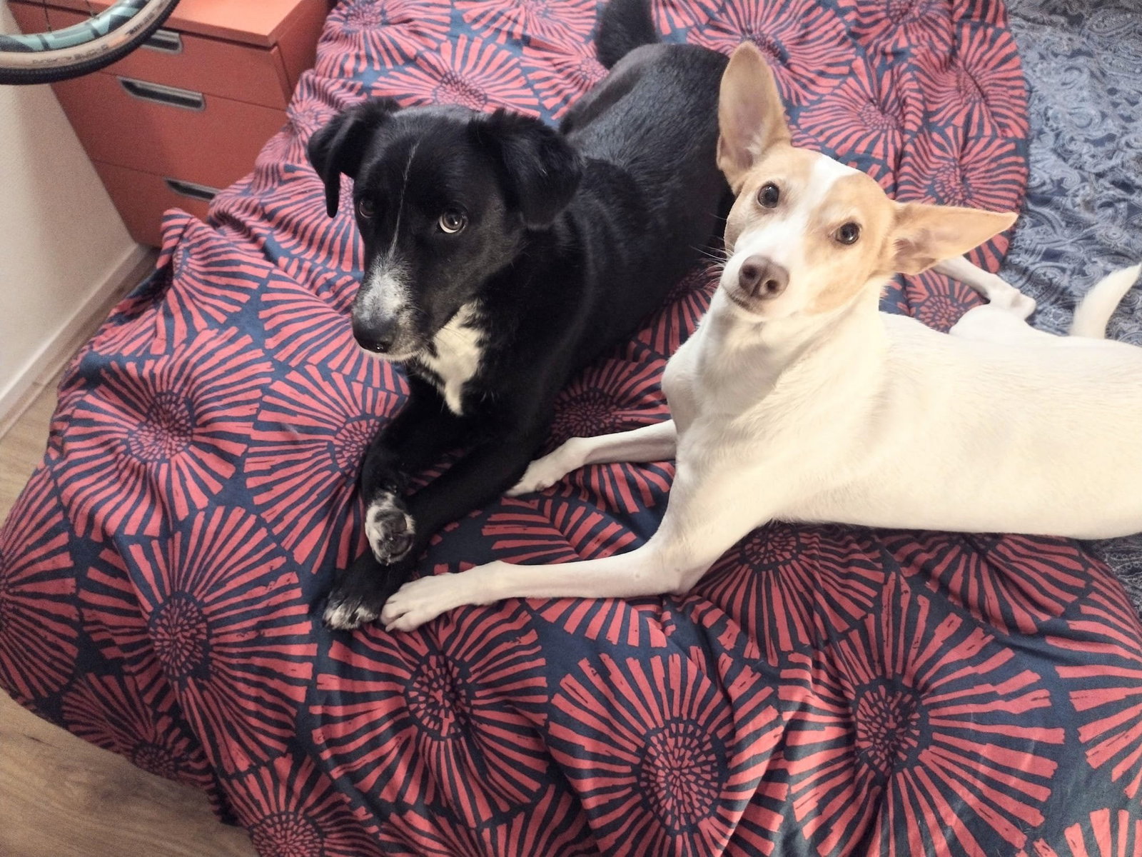 Savalan, pet sitter in Amsterdam, photo 1