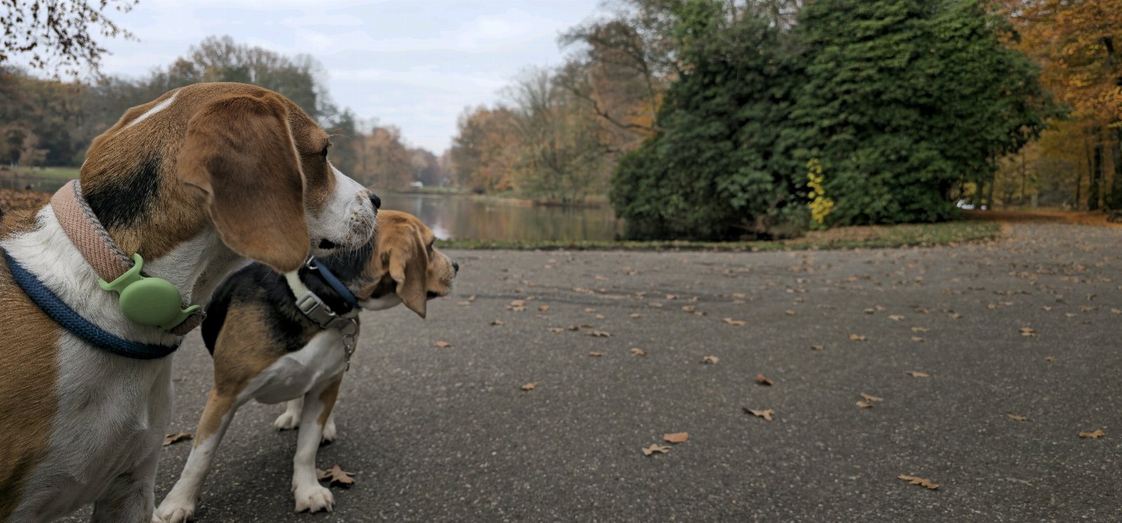 Juan Jose, pet sitter in utrecht, photo 5