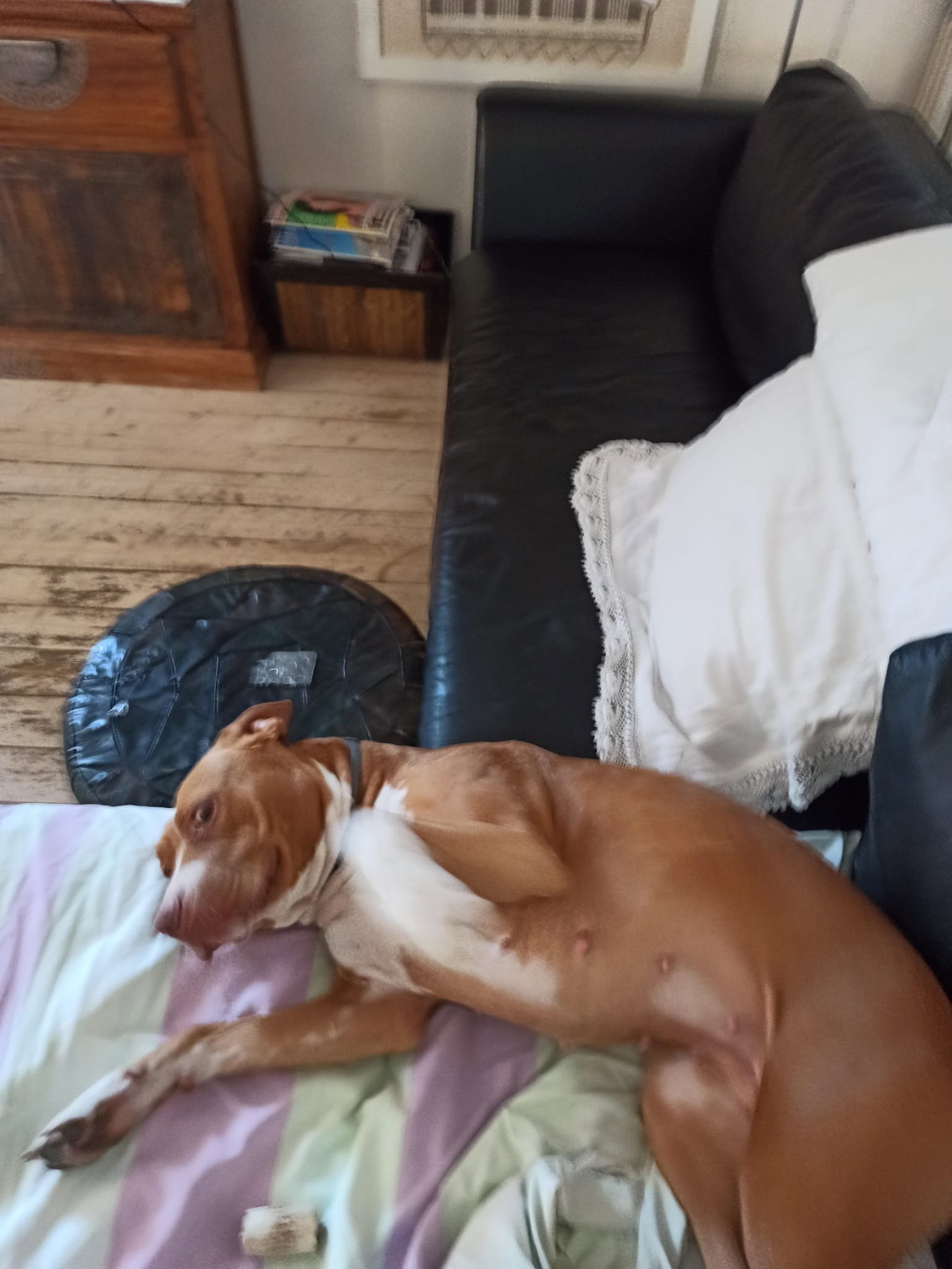 Valeria, dierenoppas in Rotterdam, foto 4
