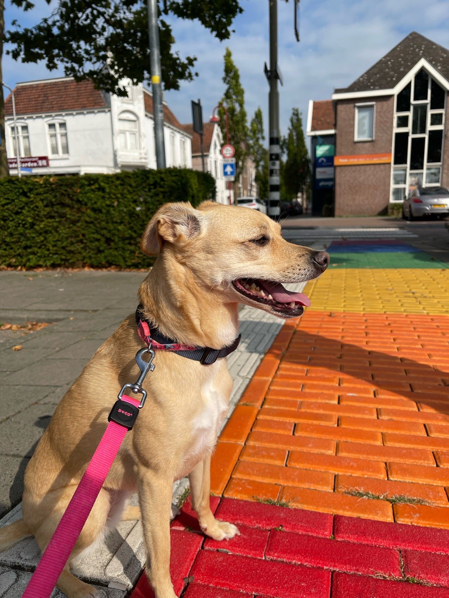 Daiane, pet sitter in Utrecht, photo 5