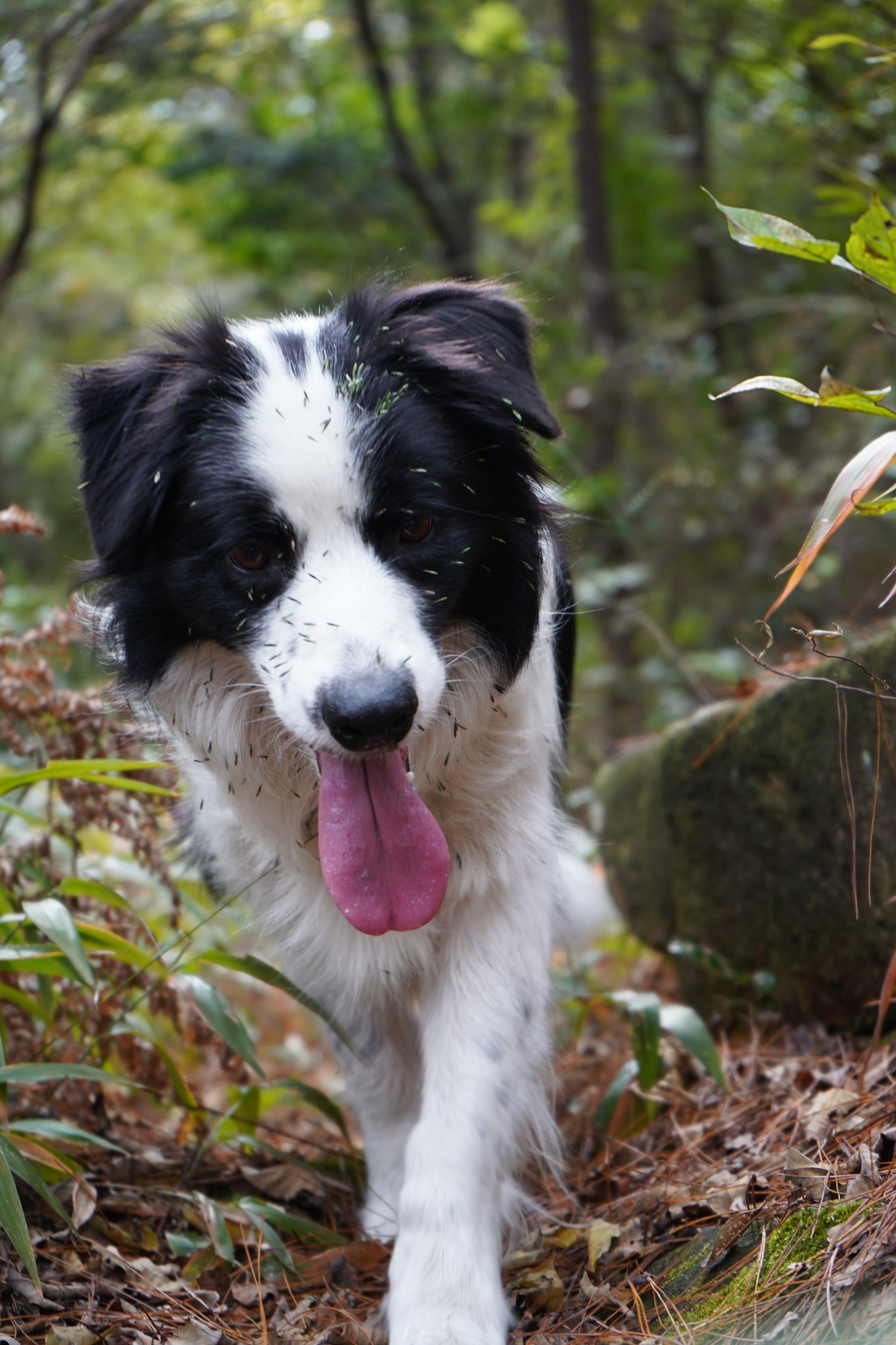Ruolan, pet sitter in Tilburg, photo 4