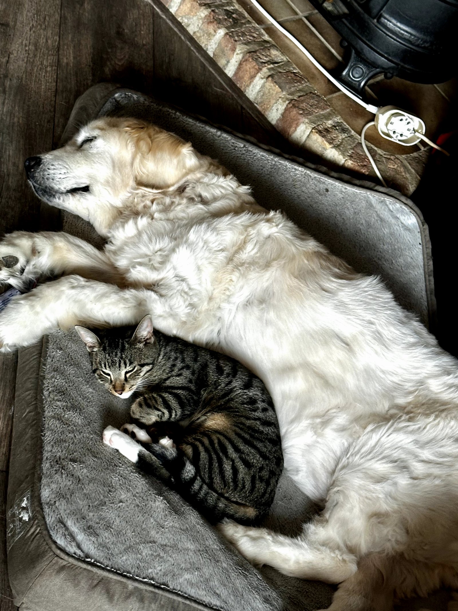 Demi, pet sitter in Utrecht, photo 3