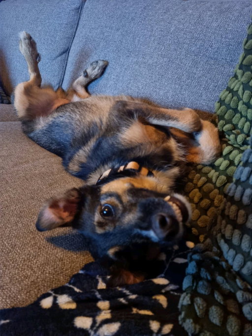 Rick, pet sitter in Sittard, photo 2