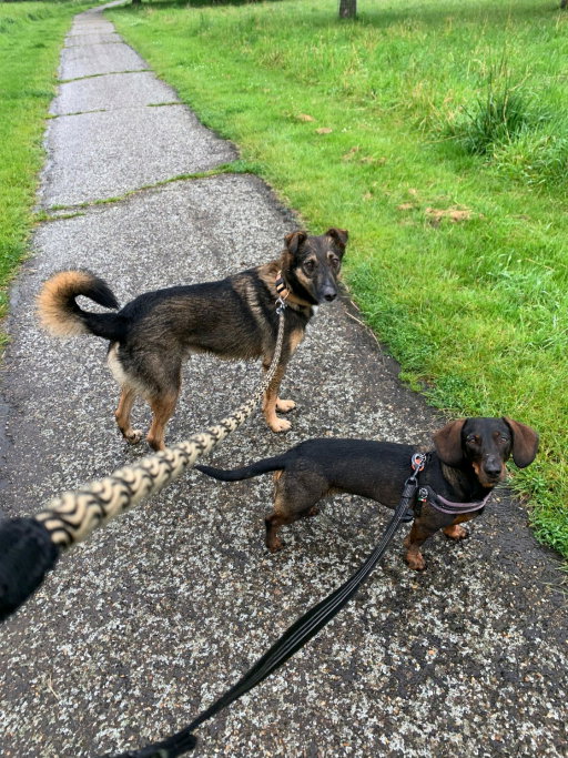 Rick, pet sitter in Sittard, photo 5