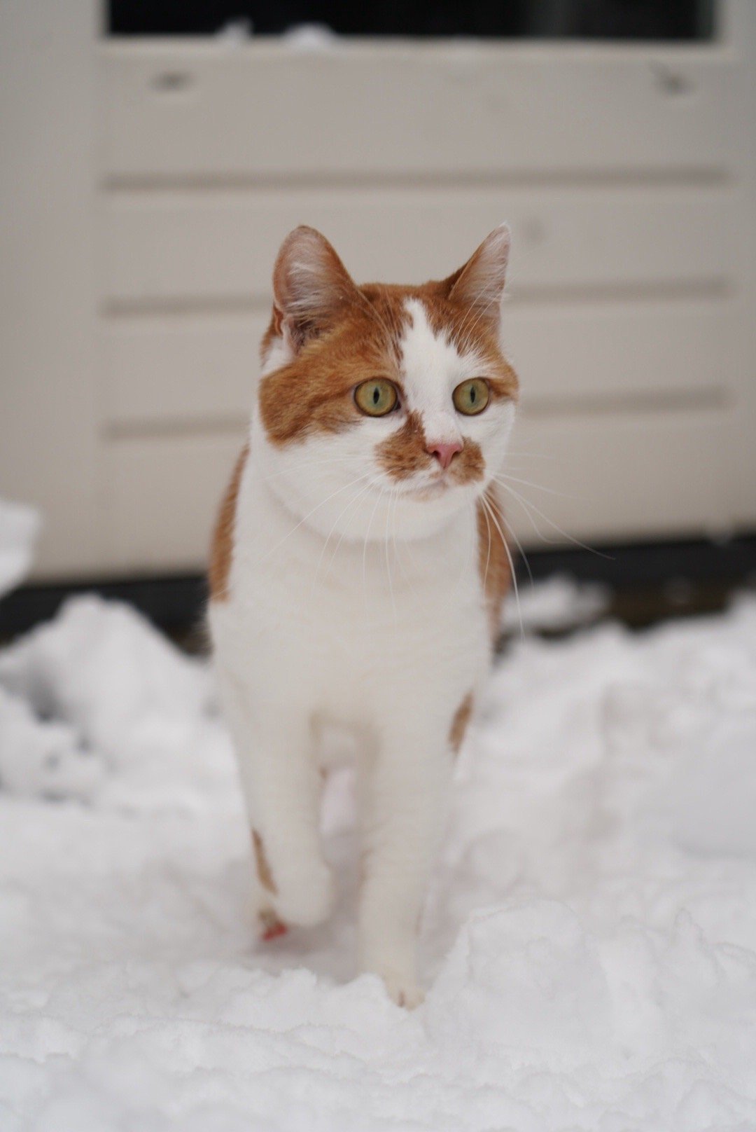 Chanel, pet sitter in Alphen aan den rijn, photo 4