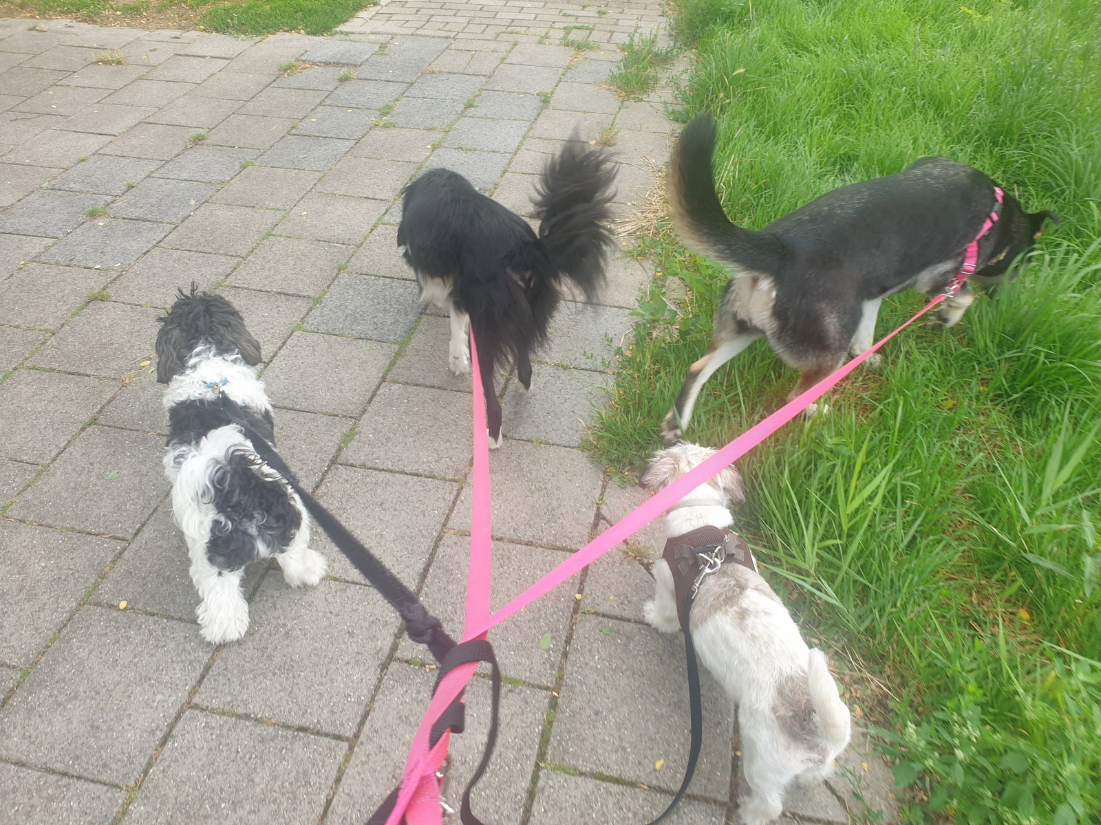 Chanty, pet sitter in Zwolle, photo 5