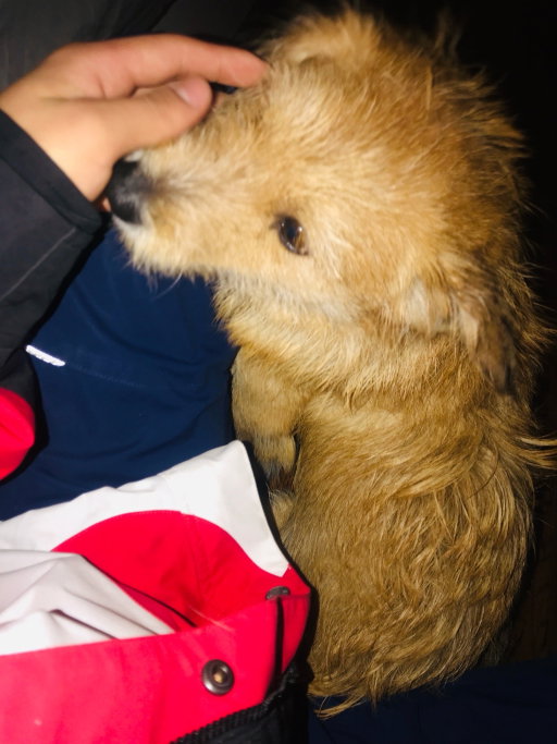 Shangyuan, pet sitter in Zaandam, photo 2