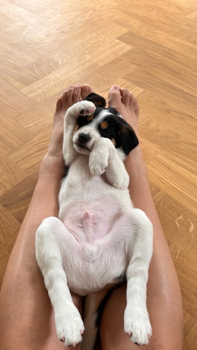 Mumu, pet sitter in Diemen, photo 2