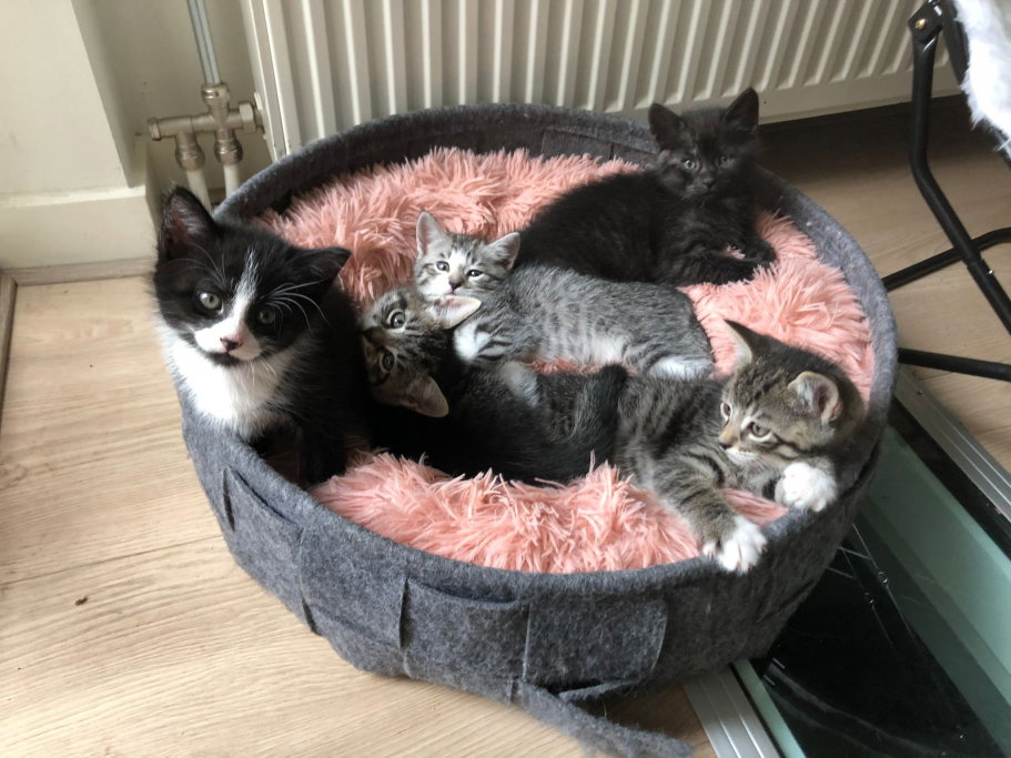 Linda, pet sitter in Maastricht, photo 2