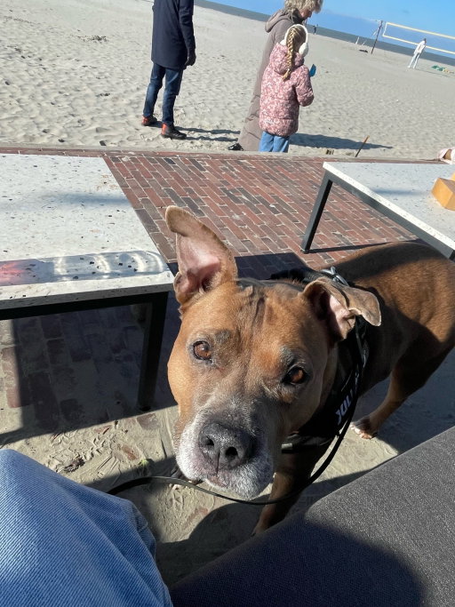 suus, pet sitter in Beverwijk, photo 3