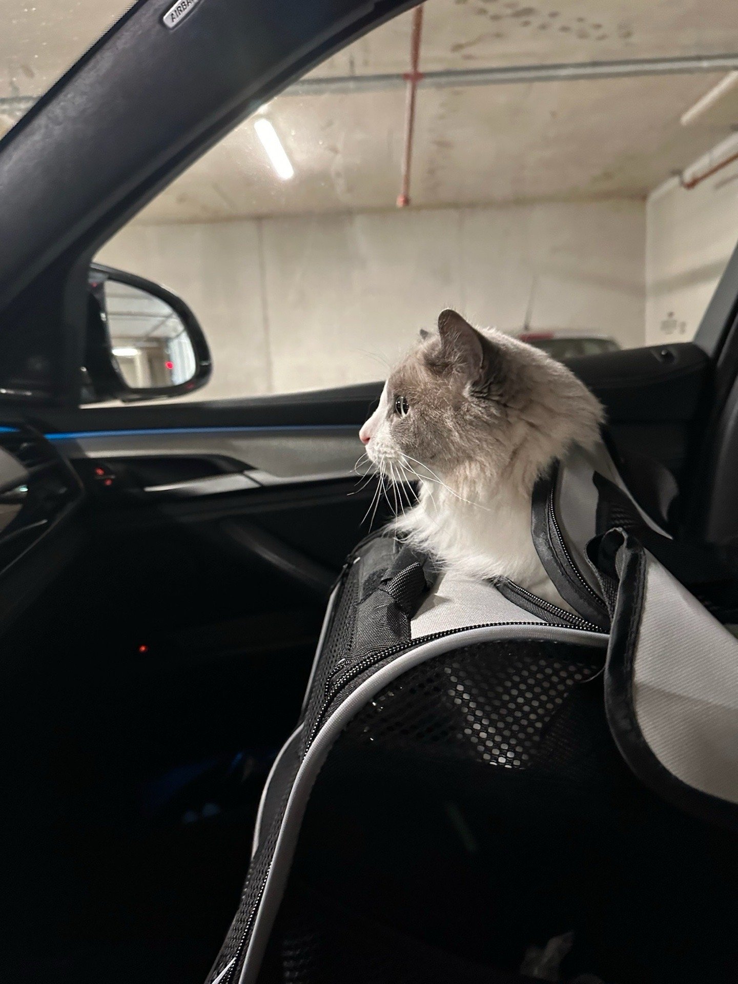 Mike, pet sitter in Tilburg, photo 1