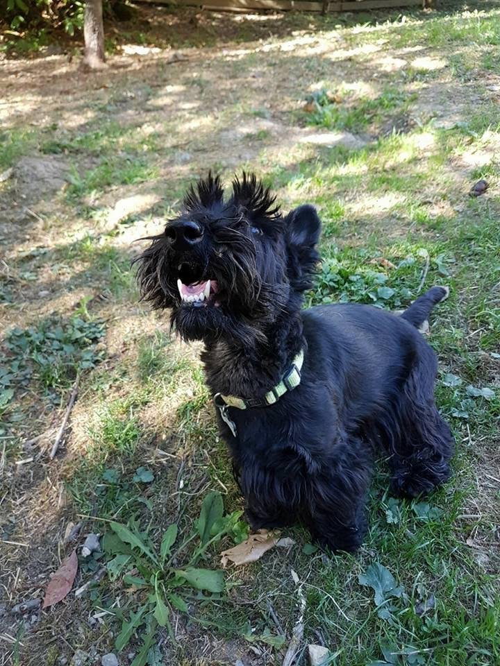 Lea, pet sitter in 's-Gravenhage, photo 3