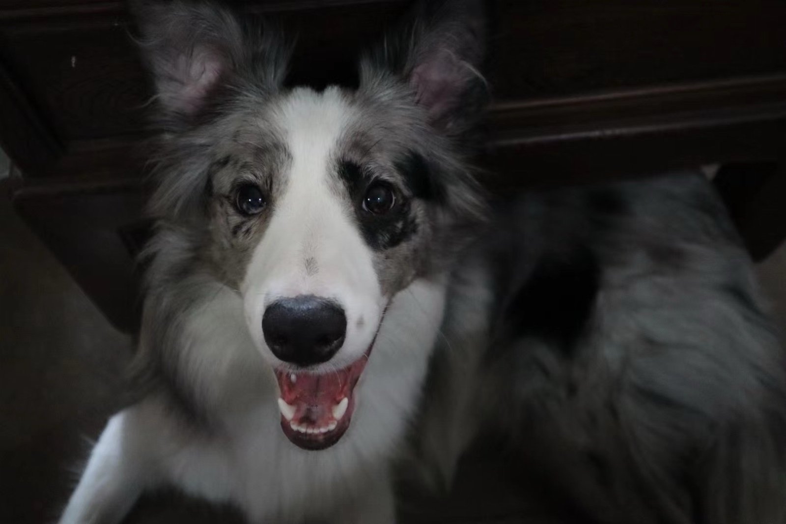 Oriel, pet sitter in Rotterdam, photo 5