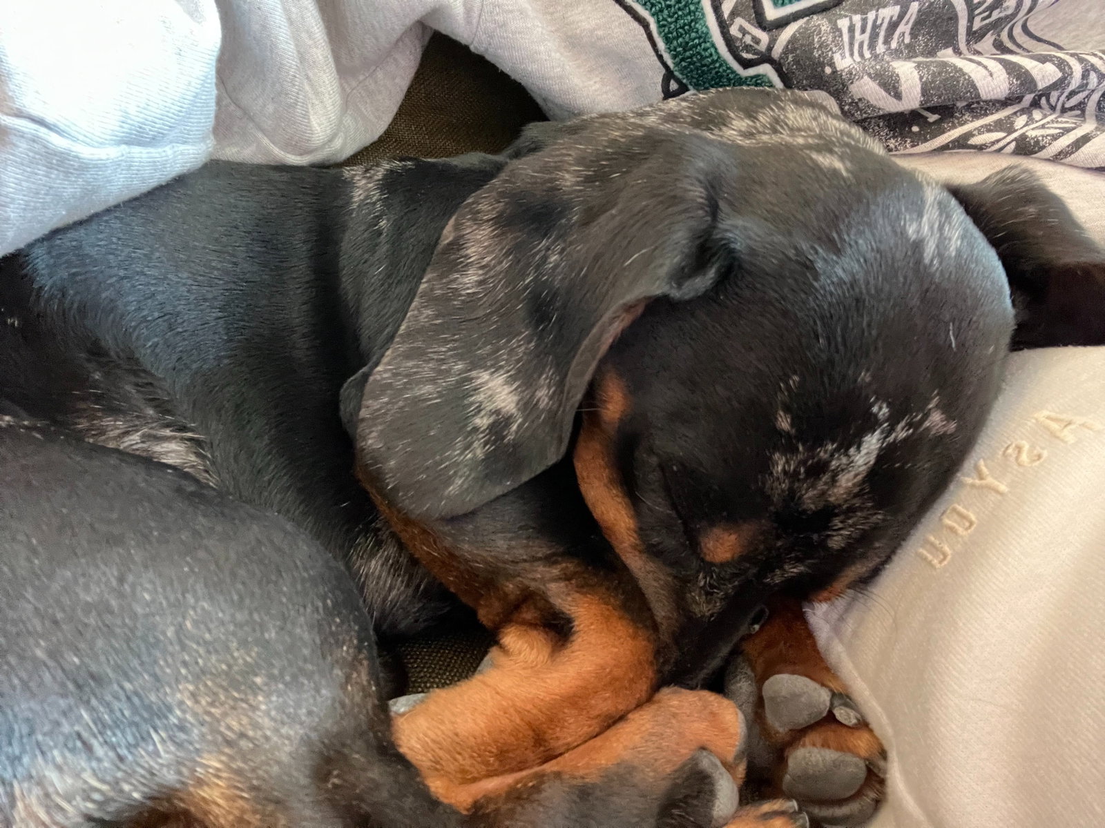 Sarah, pet sitter in Amsterdam, photo 5