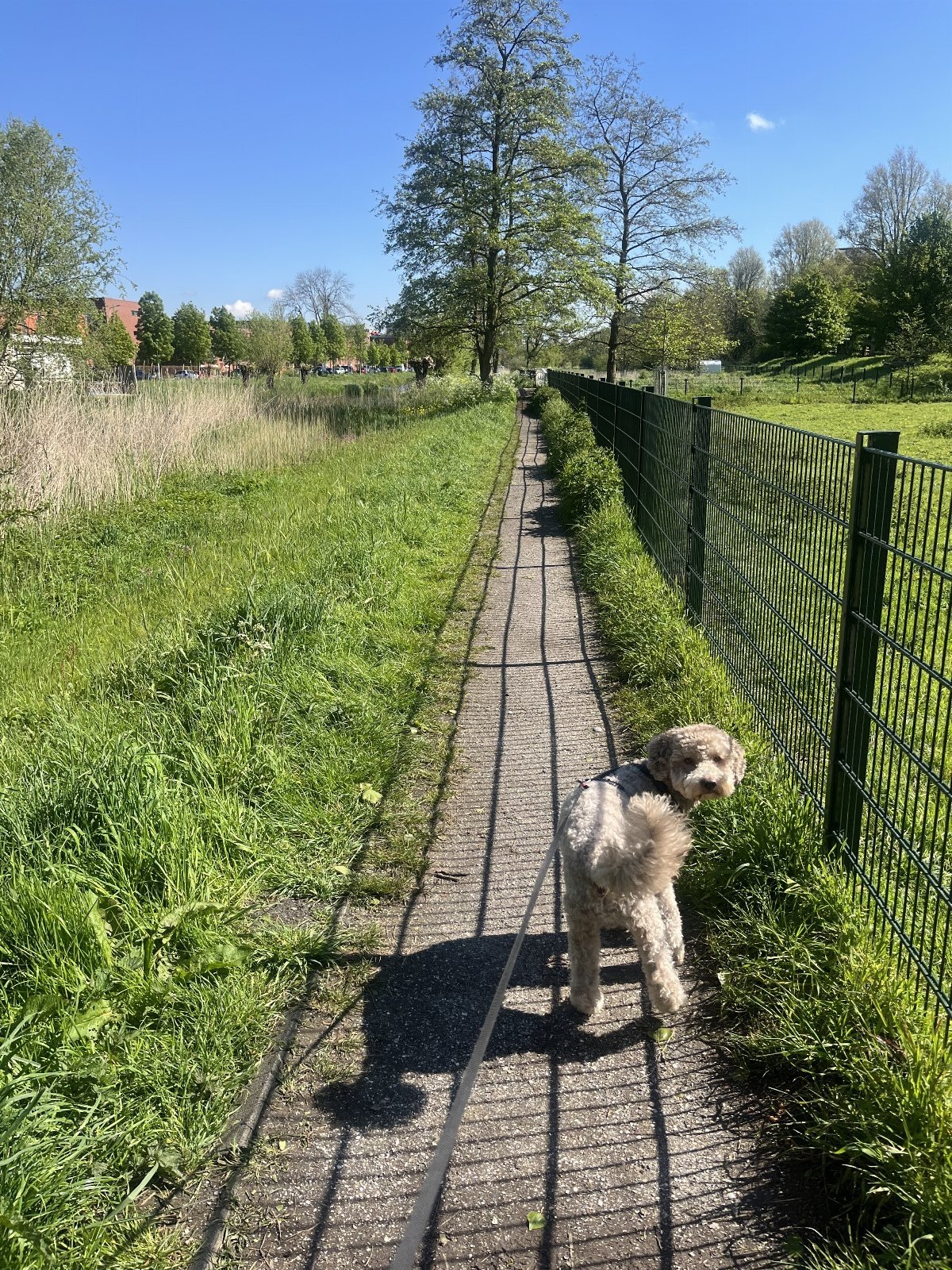 Liselore, pet sitter in Den Haag, photo 4