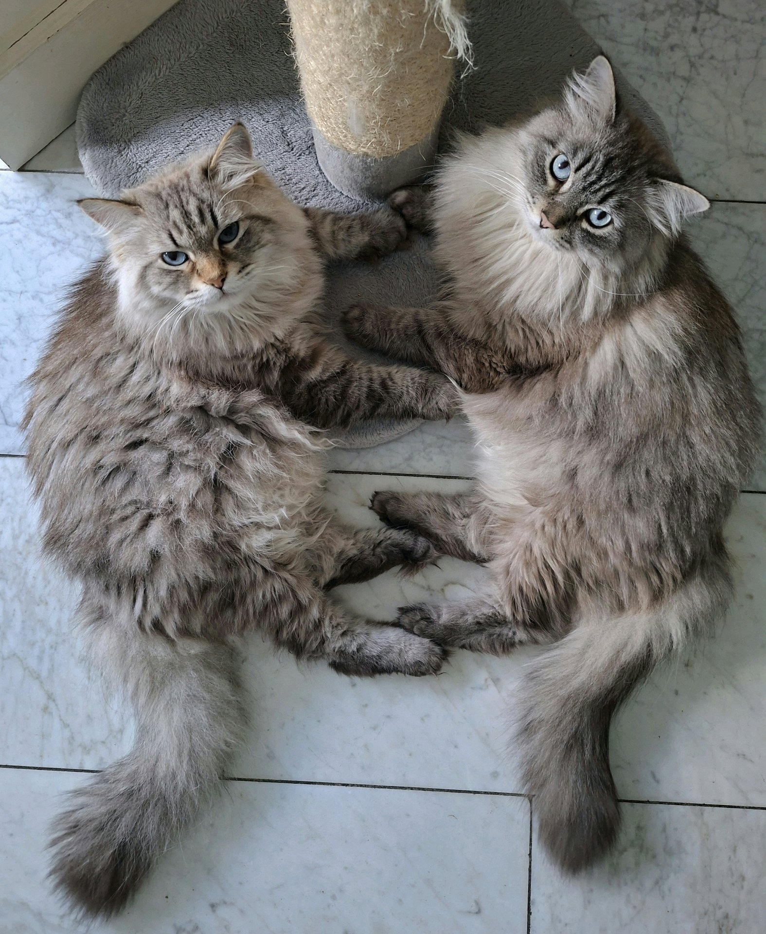 Jolijn, pet sitter in Oud Gastel, photo 3