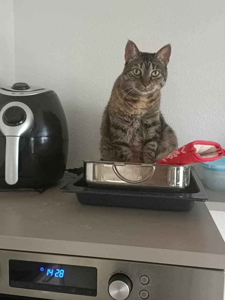 Harrie, pet sitter in Goirle, photo 3