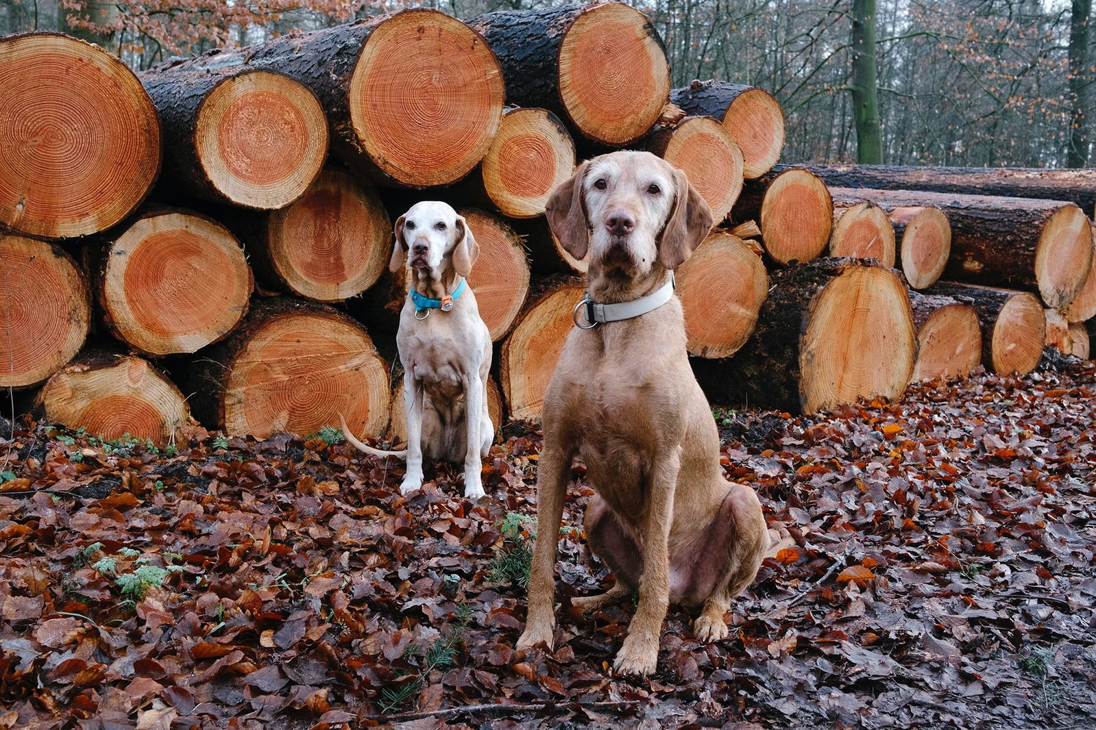 Albert, pet sitter in Almelo, photo 1