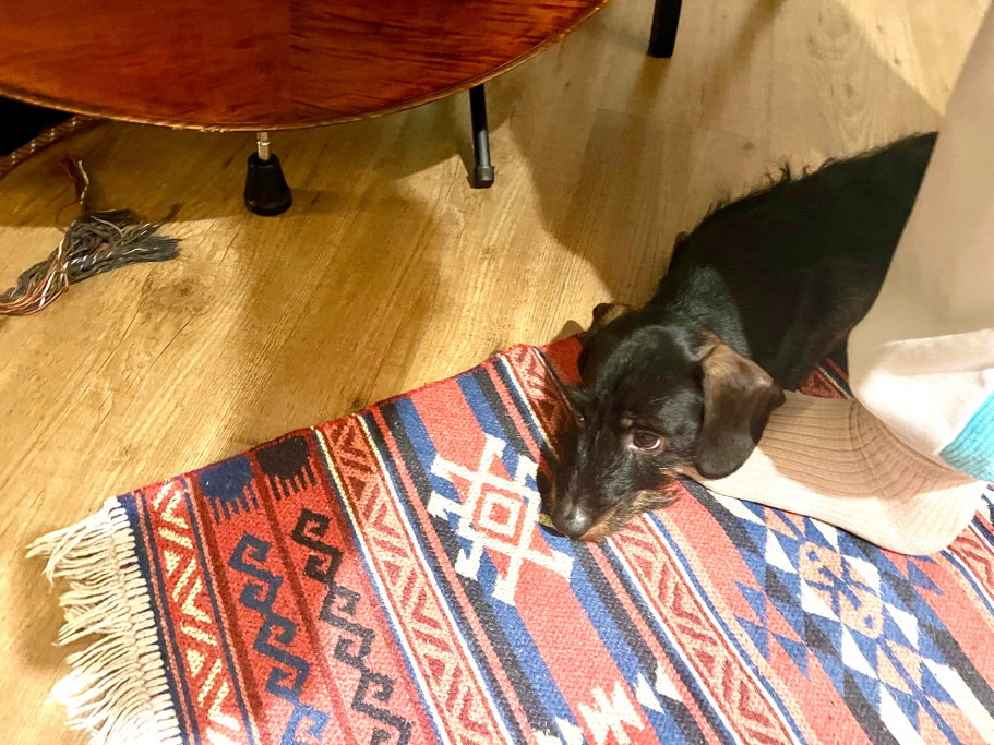 Lidija, pet sitter in 's-Gravenhage, photo 4