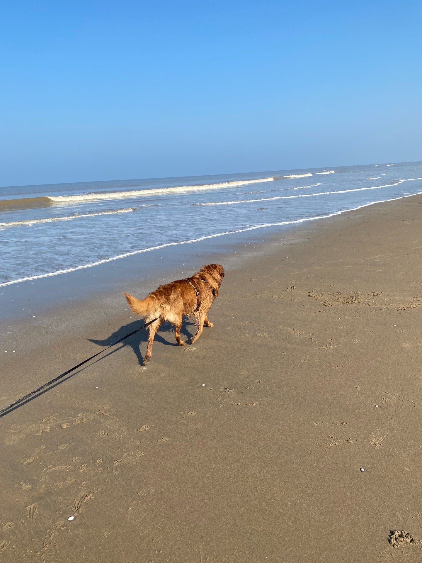 Verena, pet sitter in Leiden , photo 5