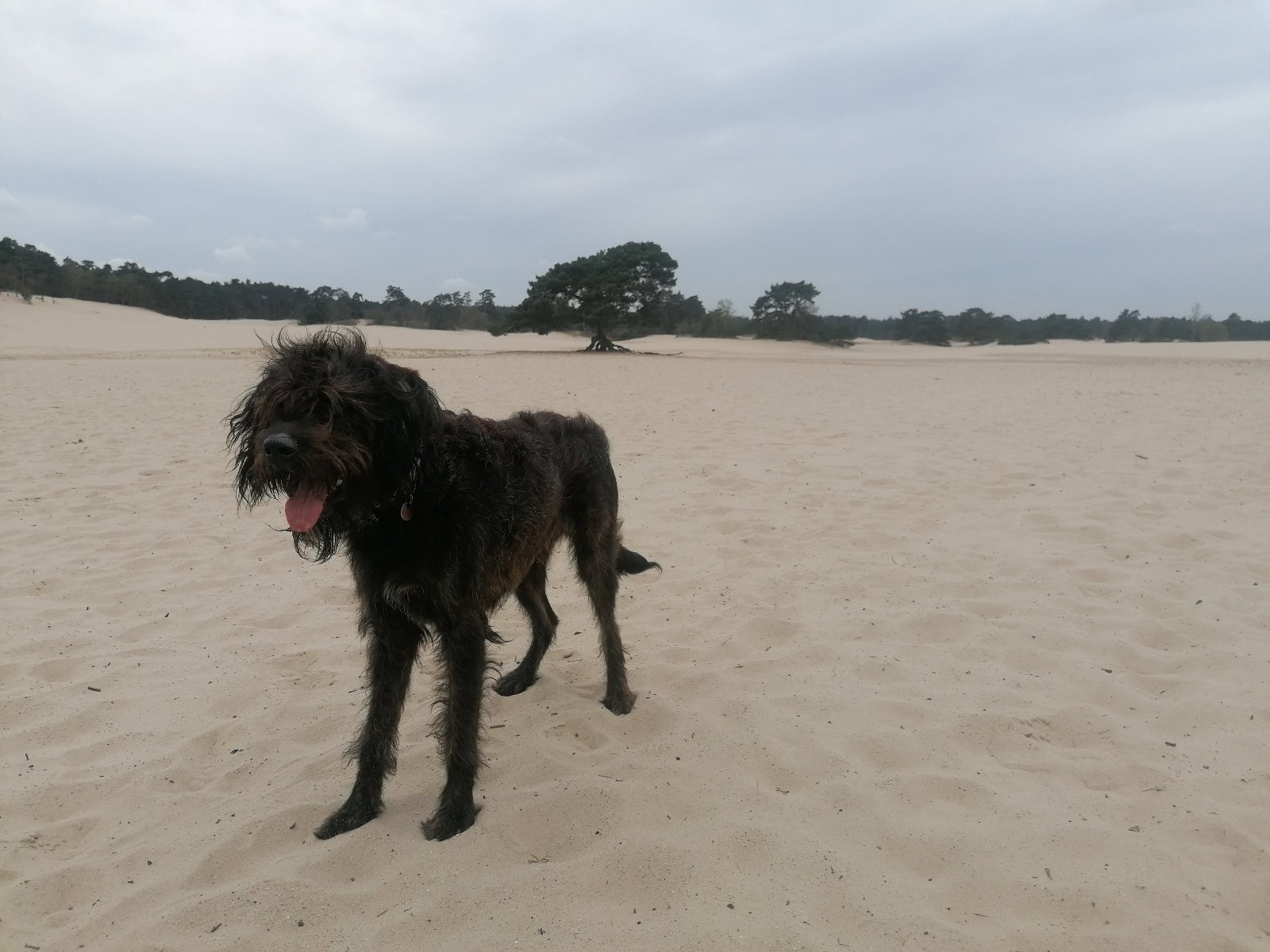 Sandra, pet sitter in Nijkerk, photo 3