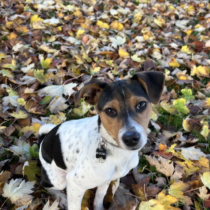 Isabeau, pet sitter in Stampersgat, photo 3
