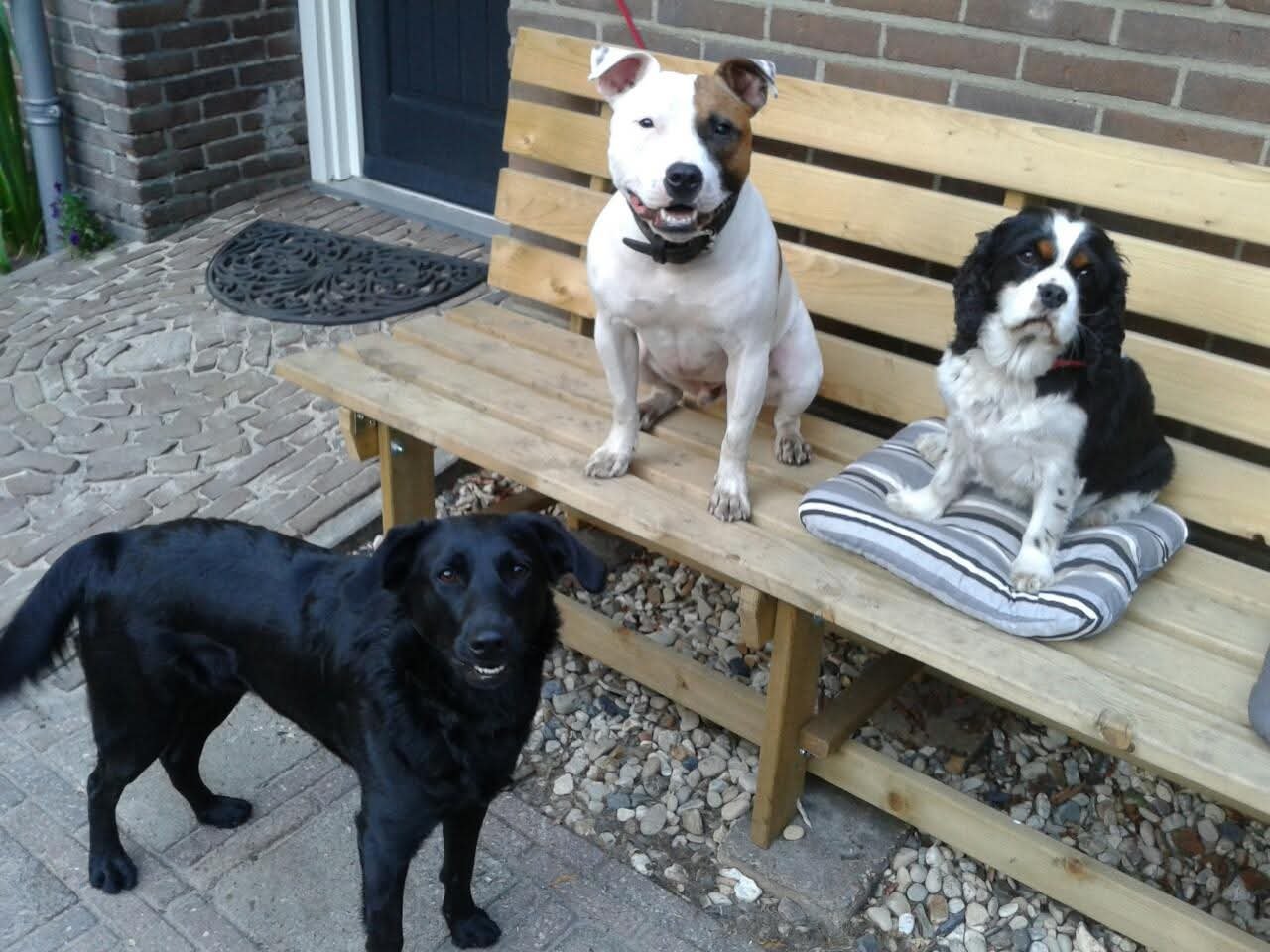 Ellis, pet sitter in Assen, photo 2