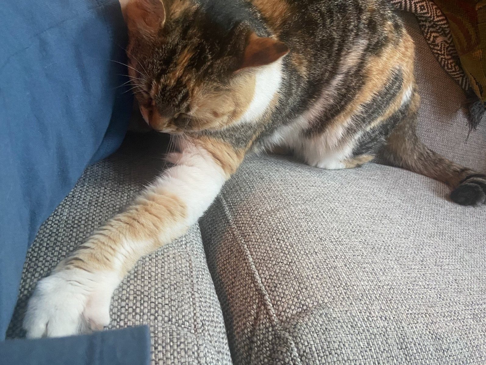 Anouk, pet sitter in Utrecht, photo 1