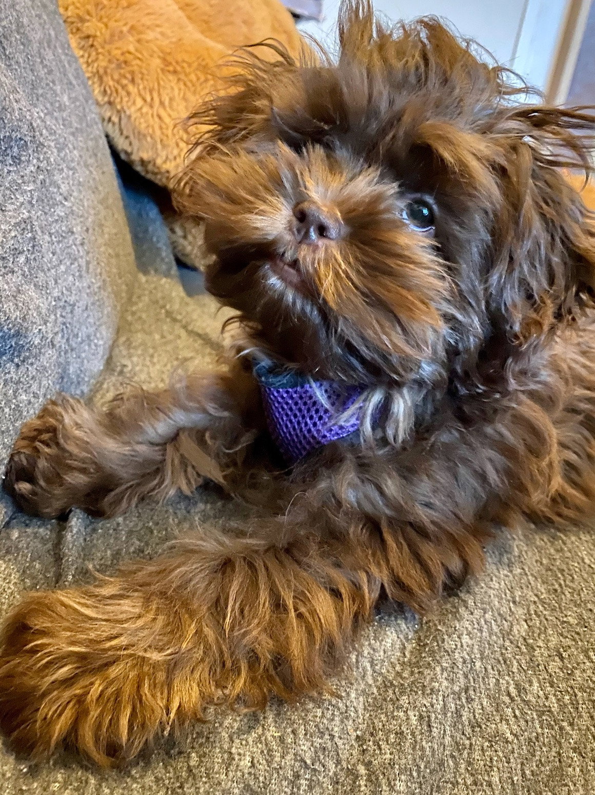 Ellen, pet sitter in Oss, photo 4