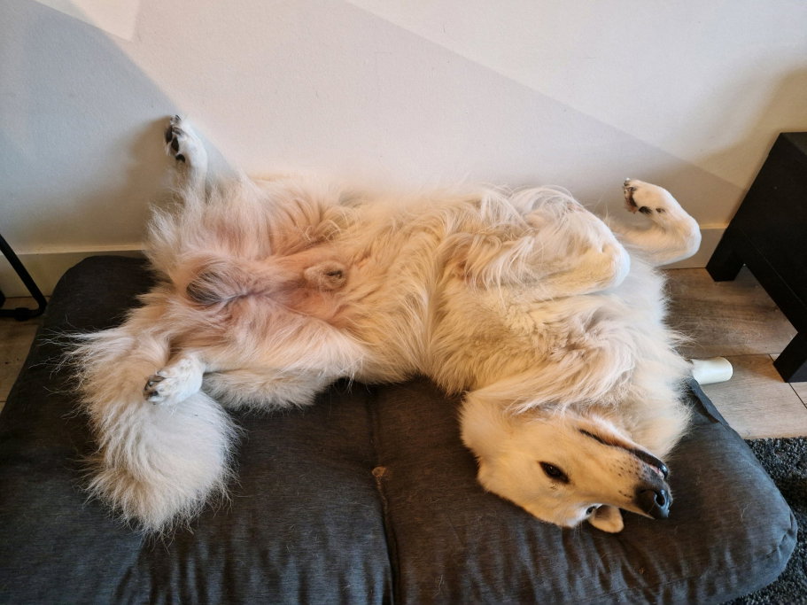 Djeine, pet sitter in Delft, photo 4