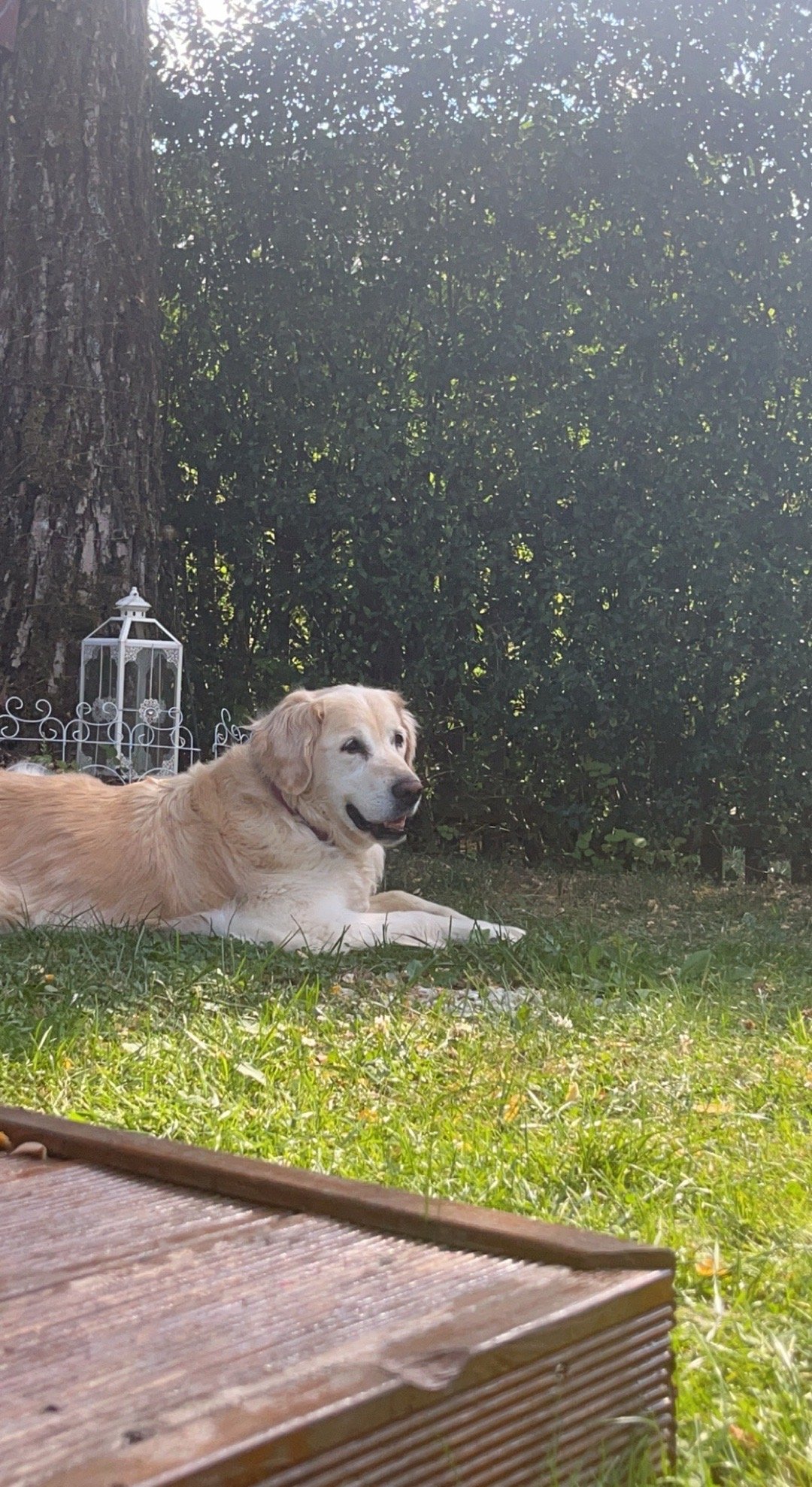 Marie, pet sitter in Nijmegen, photo 3