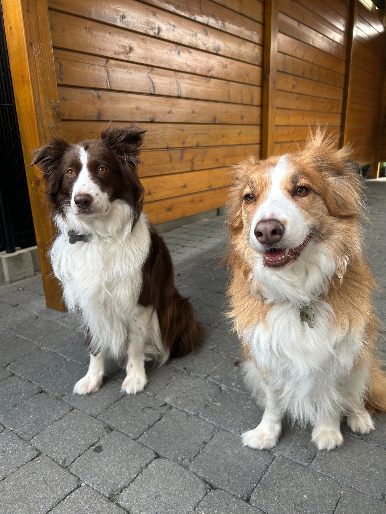 Nikita, dierenoppas in Heist-op-den-Berg, foto 1
