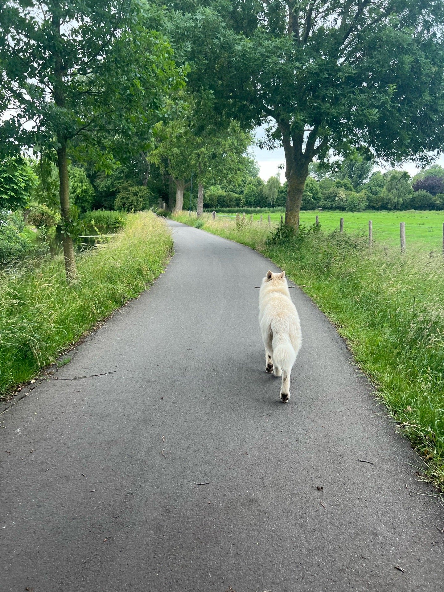 Noud, pet sitter in Leidschendam, photo 4