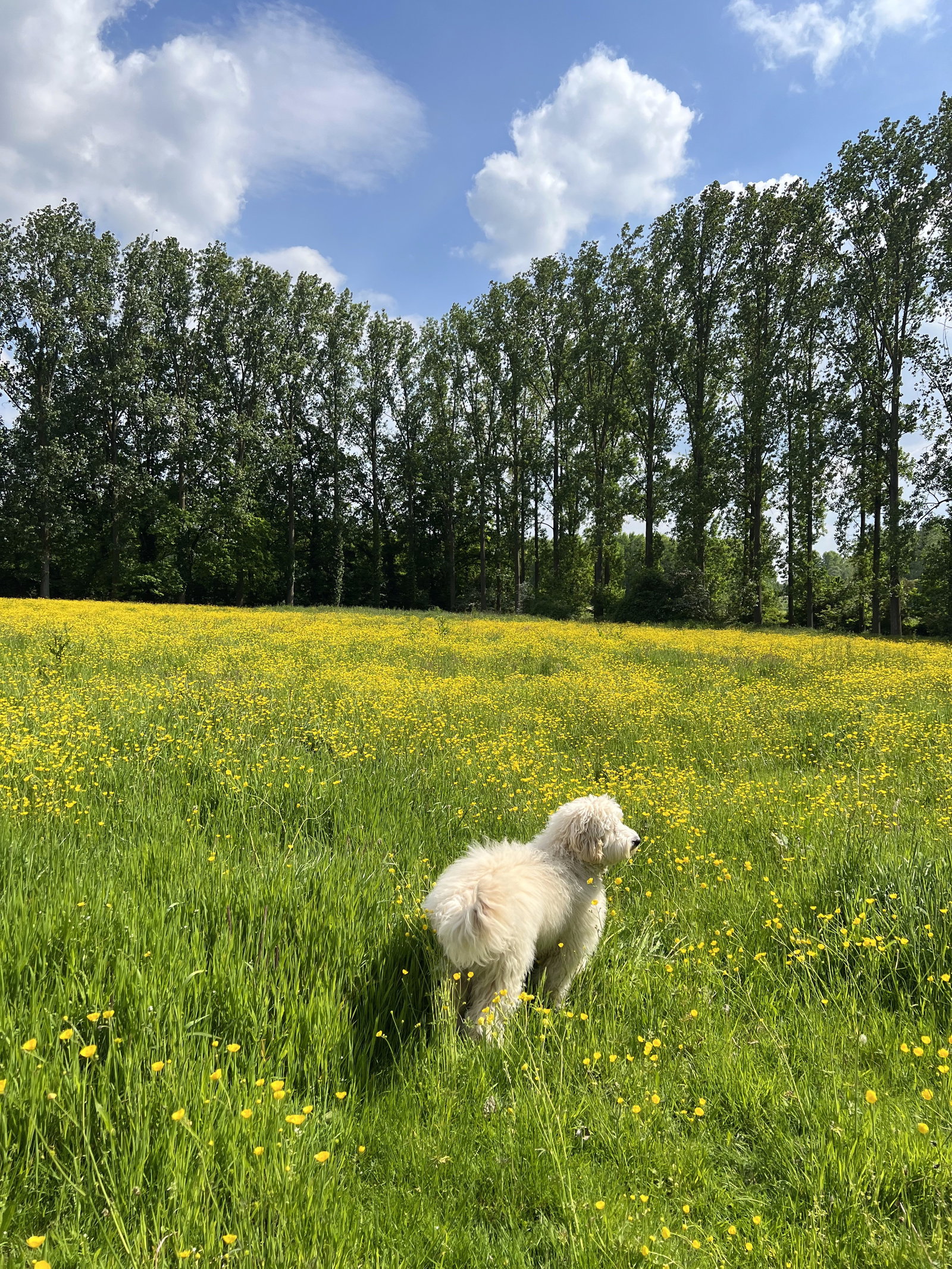 merel, dierenoppas in Hasselt, foto 4