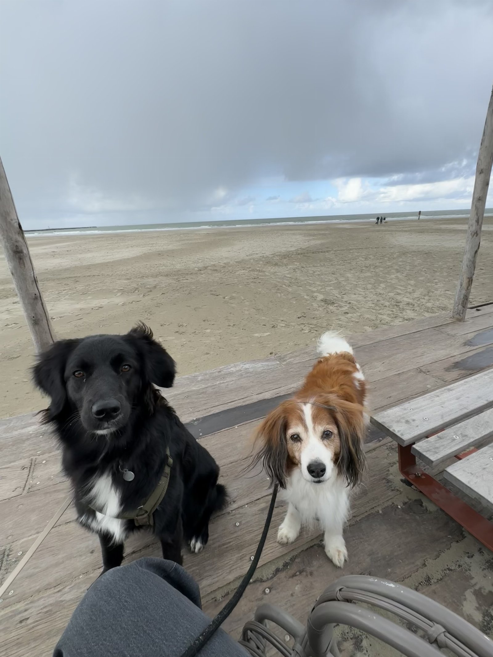 Renee, pet sitter in Assendelft, photo 1